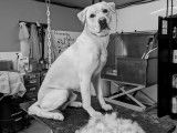 Académie Canine RM