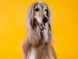 Académie Canine RM