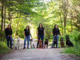 Division Canine