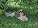 Change My Dog