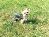 Change My Dog