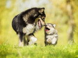Un Homme et des Chiens