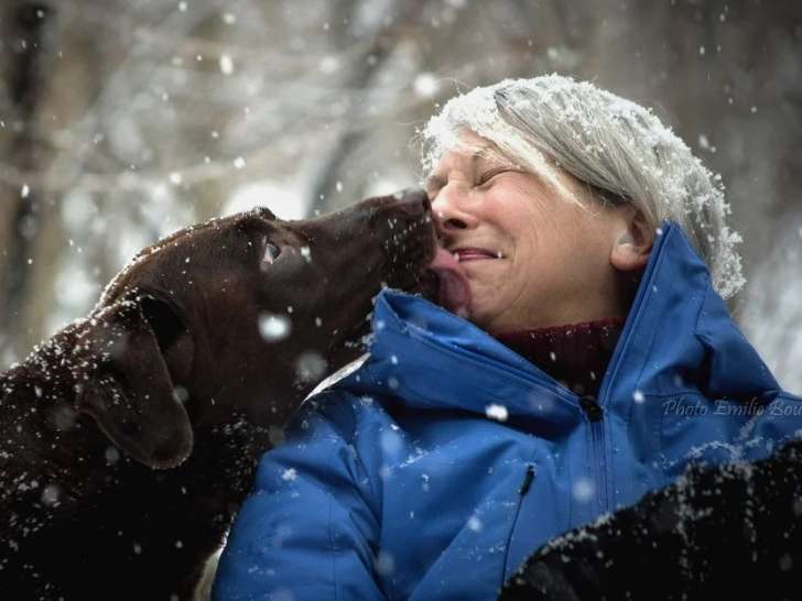 Solutions Canines