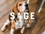 Sage académie canine