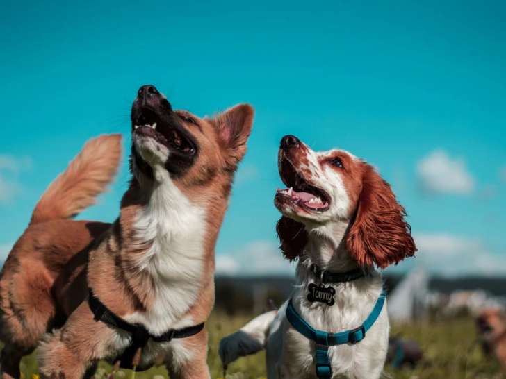 Sage académie canine