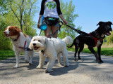 L'Avenue Canine