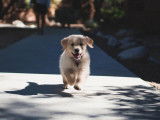L'Avenue Canine