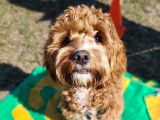 L'Avenue Canine