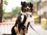 L'Avenue Canine