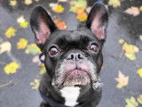 L'Avenue Canine