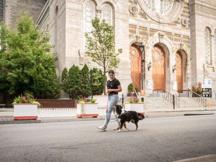 L'Avenue Canine