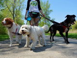 L'Avenue Canine