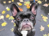 L'Avenue Canine