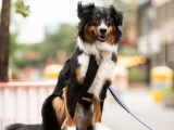 L'Avenue Canine