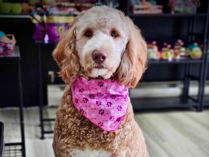 Bath & Doggy Shop
