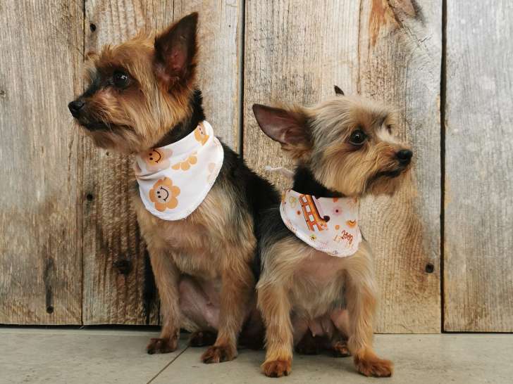 Gustave et Cappucine