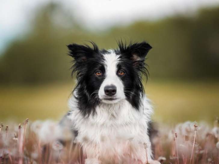Trop Chien