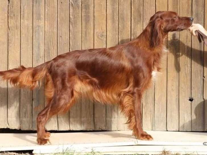 De Caramel