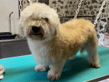 Le Chien Chic