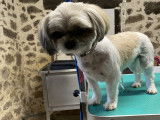 Le Chien Chic