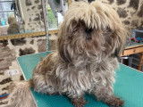 Le Chien Chic