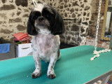 Le Chien Chic
