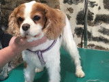 Le Chien Chic