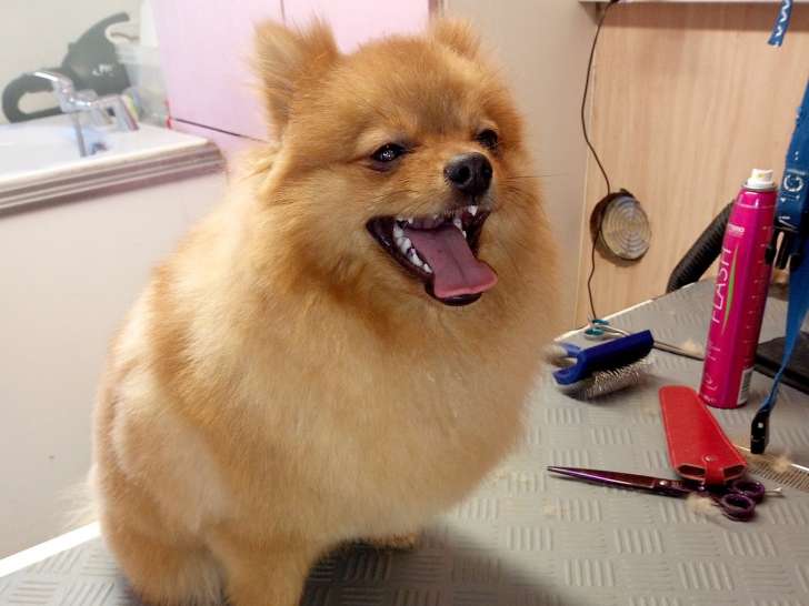 Cani Beauté