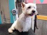 Chic Canin