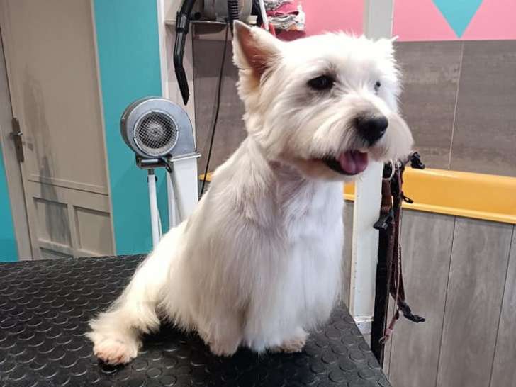 Chic Canin