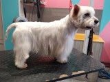 Chic Canin