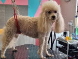 Chic Canin