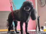 Chic Canin