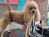 Chic Canin