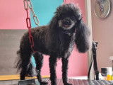 Chic Canin