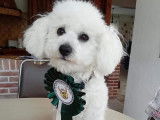 Chic Canin