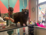 Chic Canin