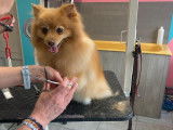 Chic Canin