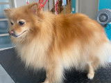 Chic Canin