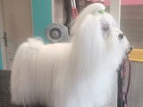 Chic Canin