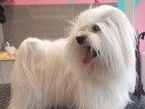 Chic Canin