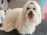 Chic Canin