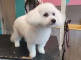 Chic Canin