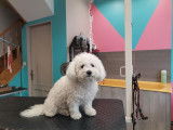 Chic Canin