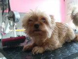 Chic Canin