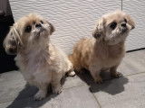 Chic Canin