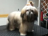 Chic Canin