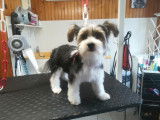 Chic Canin