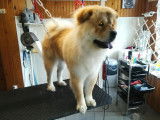 Chic Canin