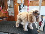 Chic Canin